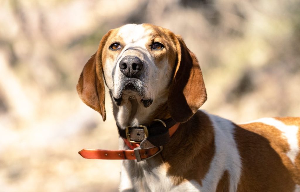 Image of a Redtick Coonhound standing proud