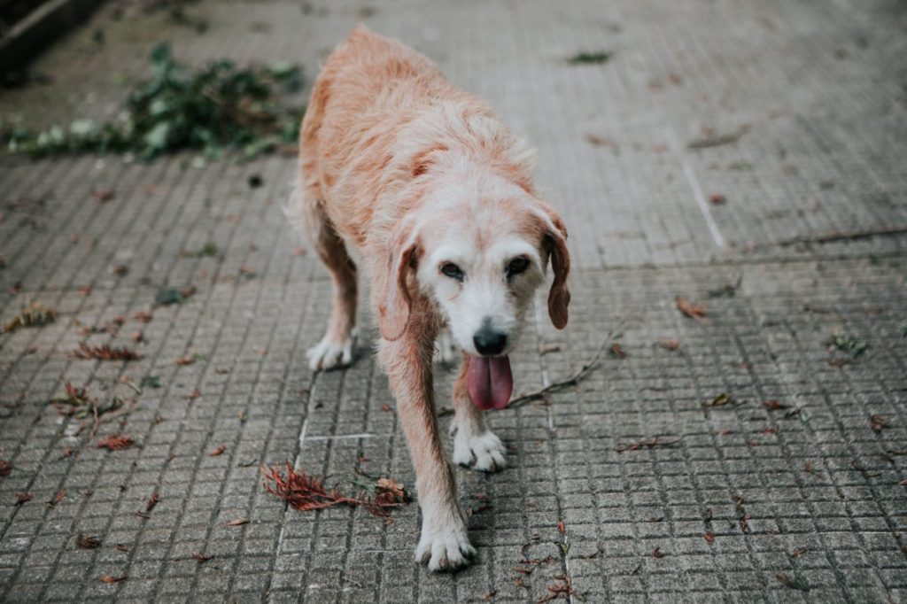 A stray dog roaming on the streets, like the stray dogs rescued by Miami police under the operation, "Pooches in Pines."