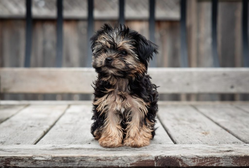 Cute teacup Morkie puppy sitting outside on a wooden deck.