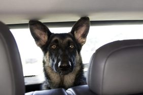 German Shepherd Dog head in backseat of car like the one who died from heat in Colorado at golf club.