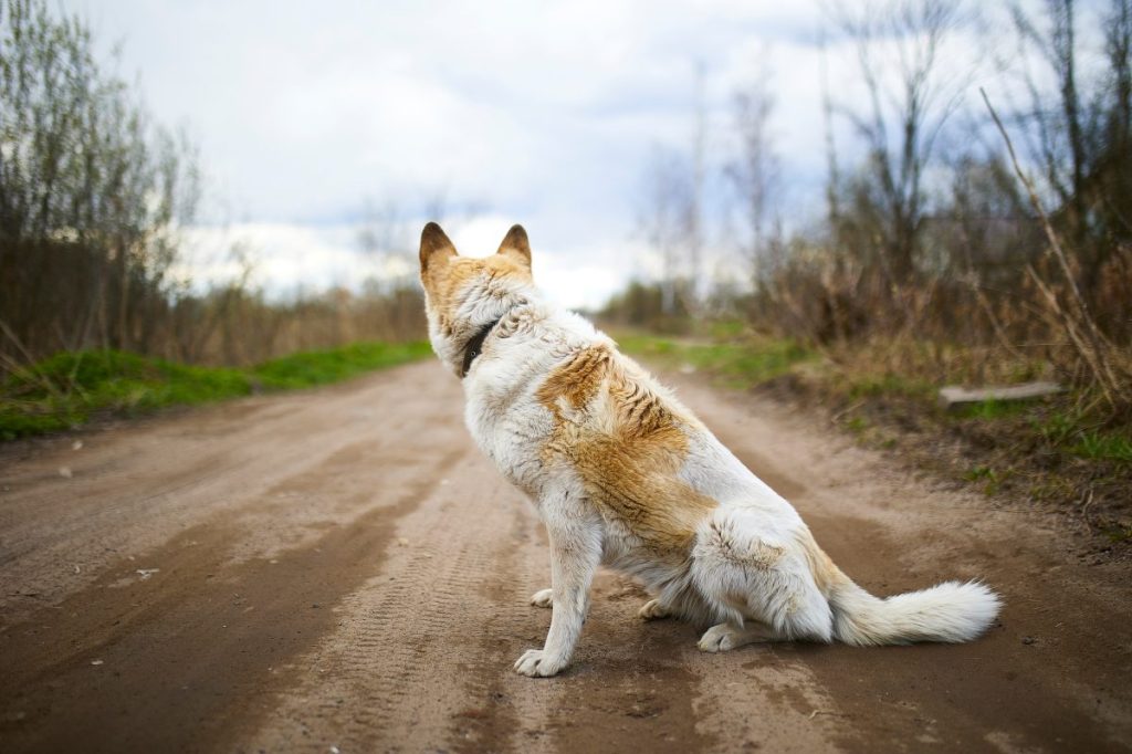 A lost dog possibly suffering from Missing or Lost Dog Syndrome sitting on a dirt path in the woods.