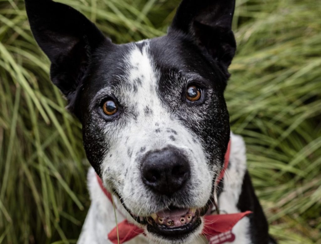 A vertical shot of a cute senior teddy roosevelt terrier dog sitting on the grass