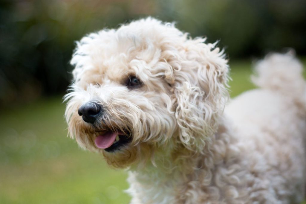 A closeup shot of a white fluffy Havapoo in a park in a blurred background