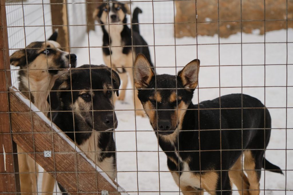 Animal shelter dogs in snow, similar to the shelter dogs in Poland who got temporarily adopted amid urgent appeal due to harsh winter.