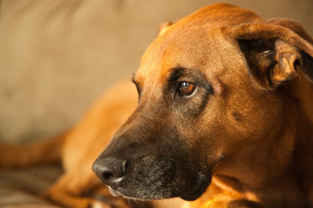 A dog, similar to the one who was shot a couple of days after Christmas in Watsonville, California, and left in a levee.