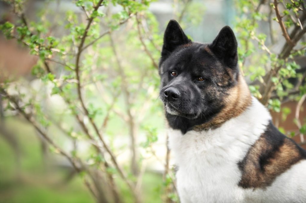 Wonderful portrait of cheerful American Akita