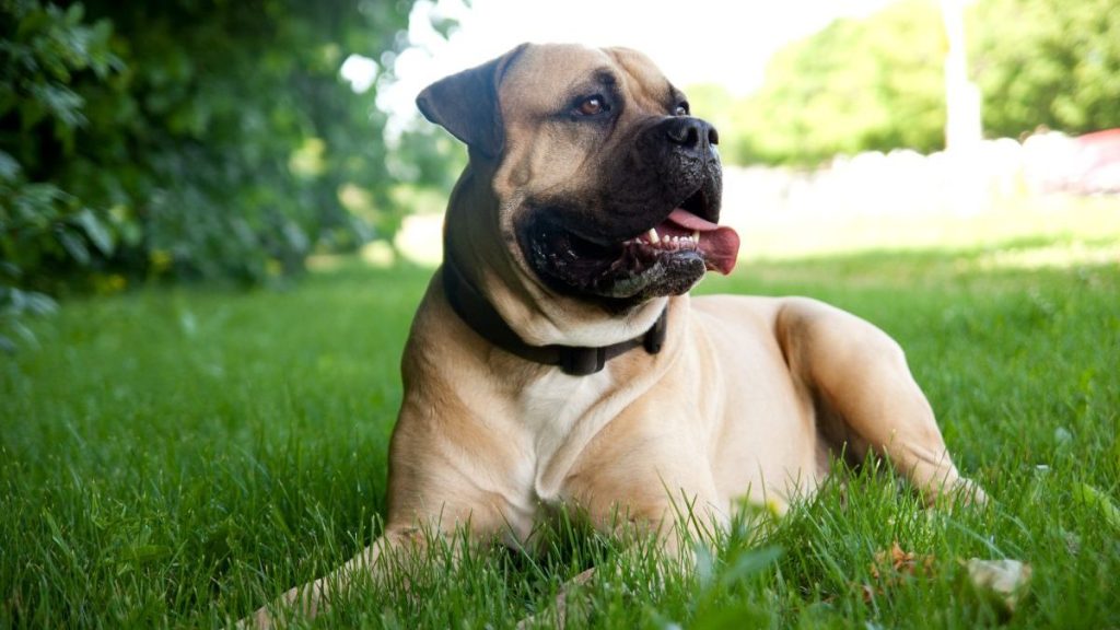 Bullmastiff, one of the Mastiff breeds, lying in the grass on a warm summer day.