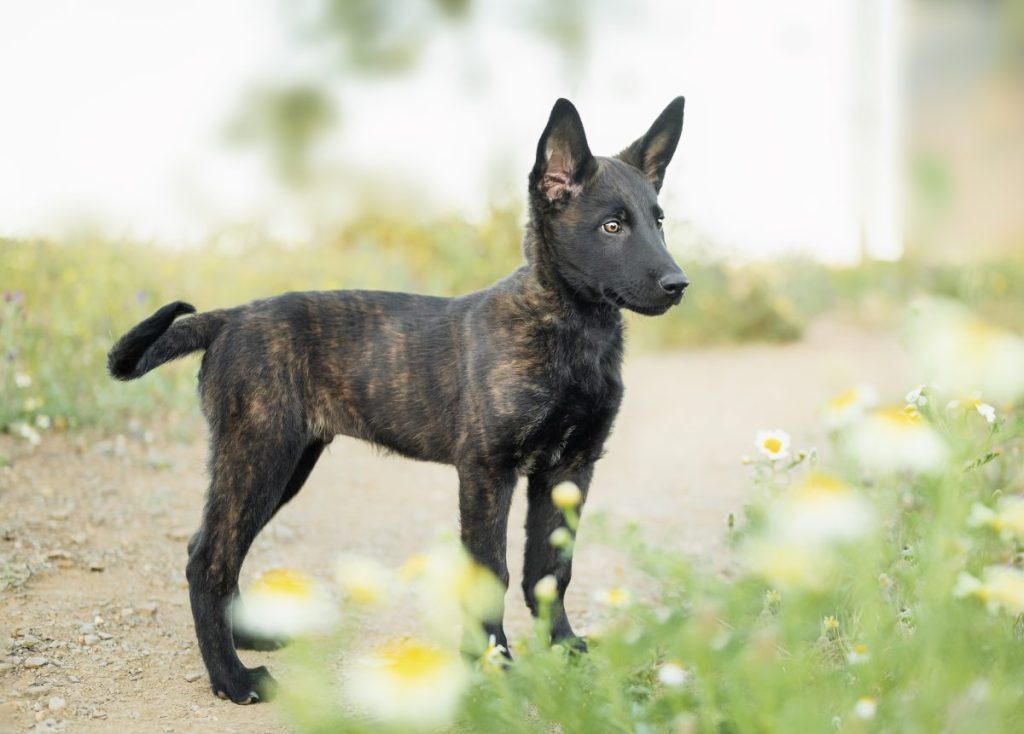 A Dutch Shepherd puppy.