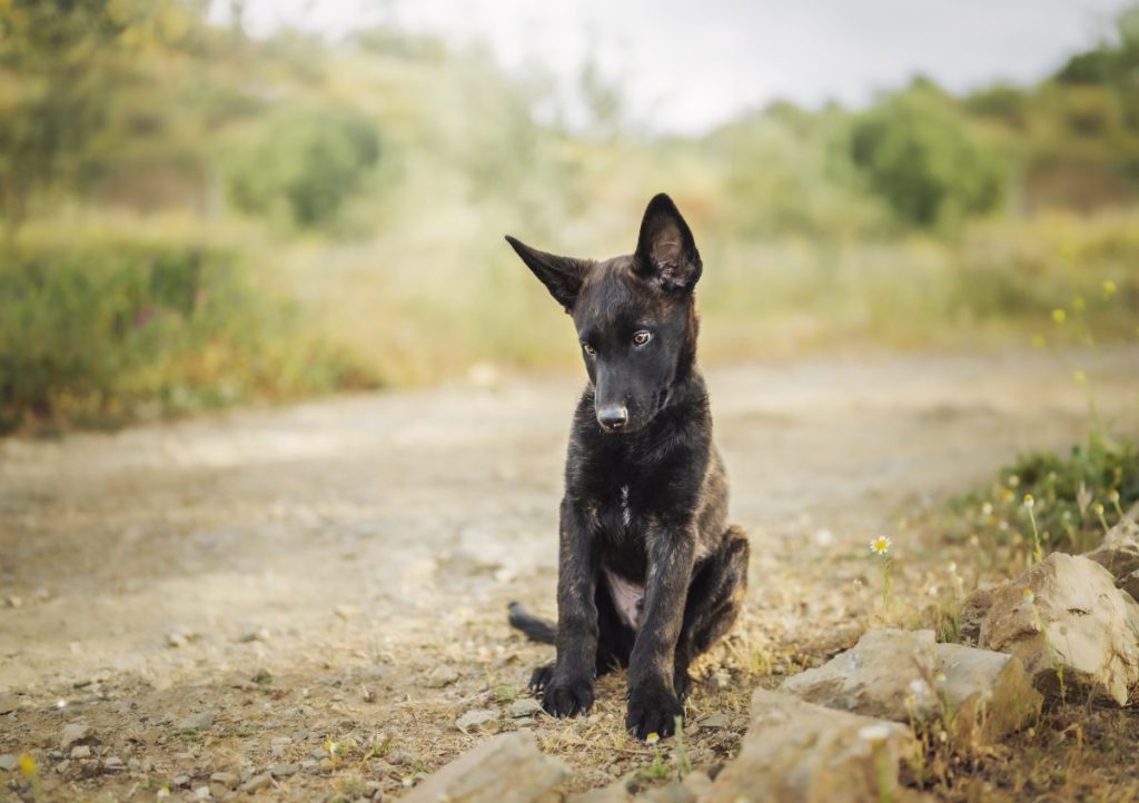 A Dutch Shepherd puppy sitting.