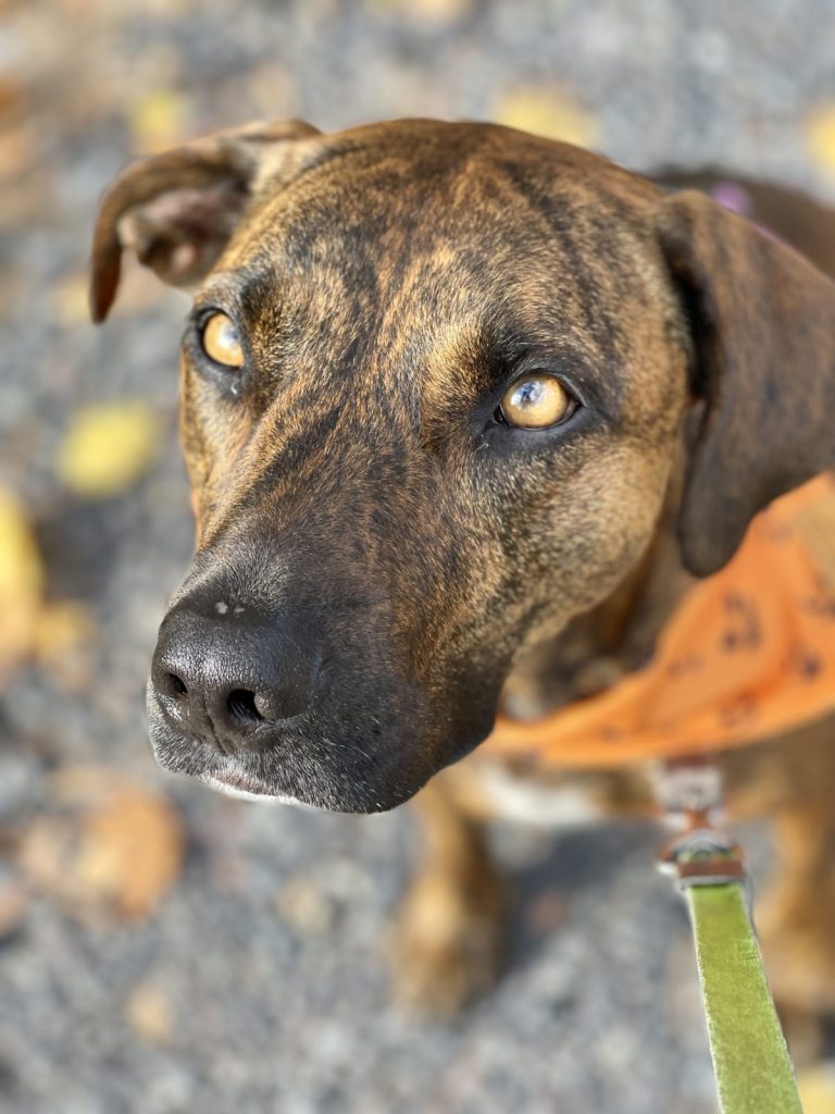 Brindle plott hound looking up fall colors