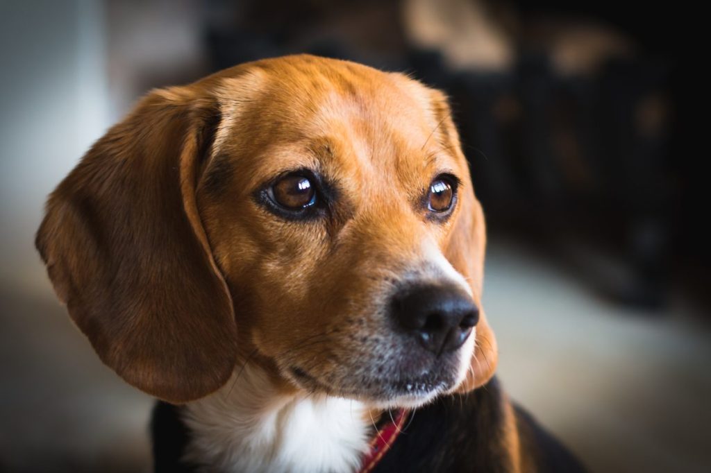 Close up picture of a miniature beagle