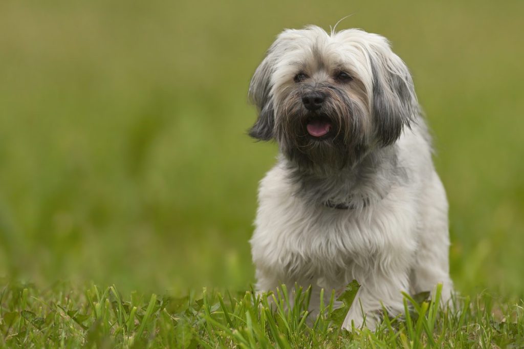 A Havanese dog, similar to the one who was recently saved by a cat from two attacking coyotes in Oklahoma.