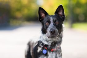 A black and gray dog staring into the camera, like the dog missing for four years found recently