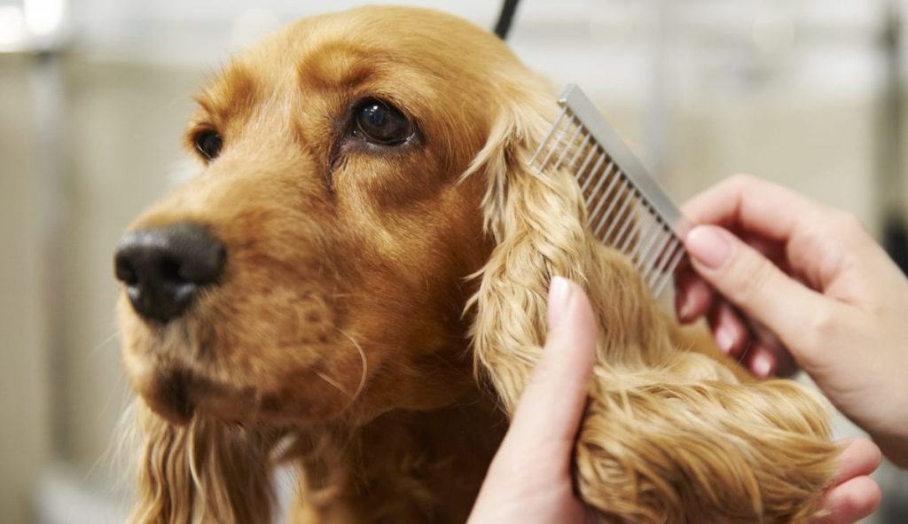 Hands of female groomer combing Cocker Spaniel, an easy-to-groom dog, at dog grooming salon