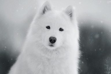 Black and white photo of a Samoyed dog, a relative of the extinct dog breed the Salish Wooly Dog, stands against a snowy backdrop.