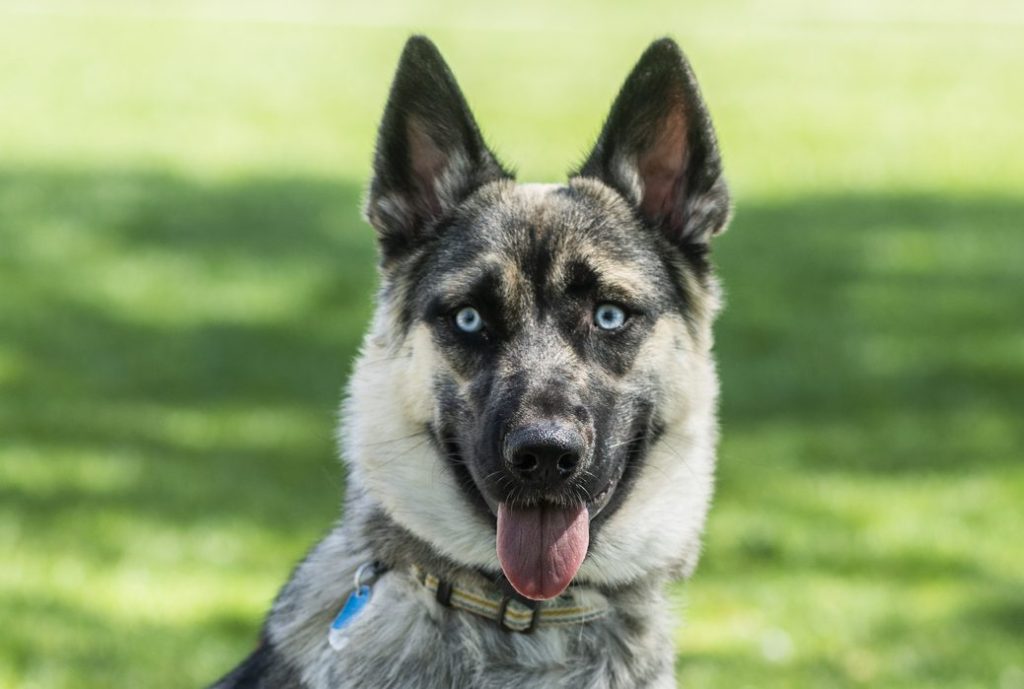 German Shepherd Husky Puppy