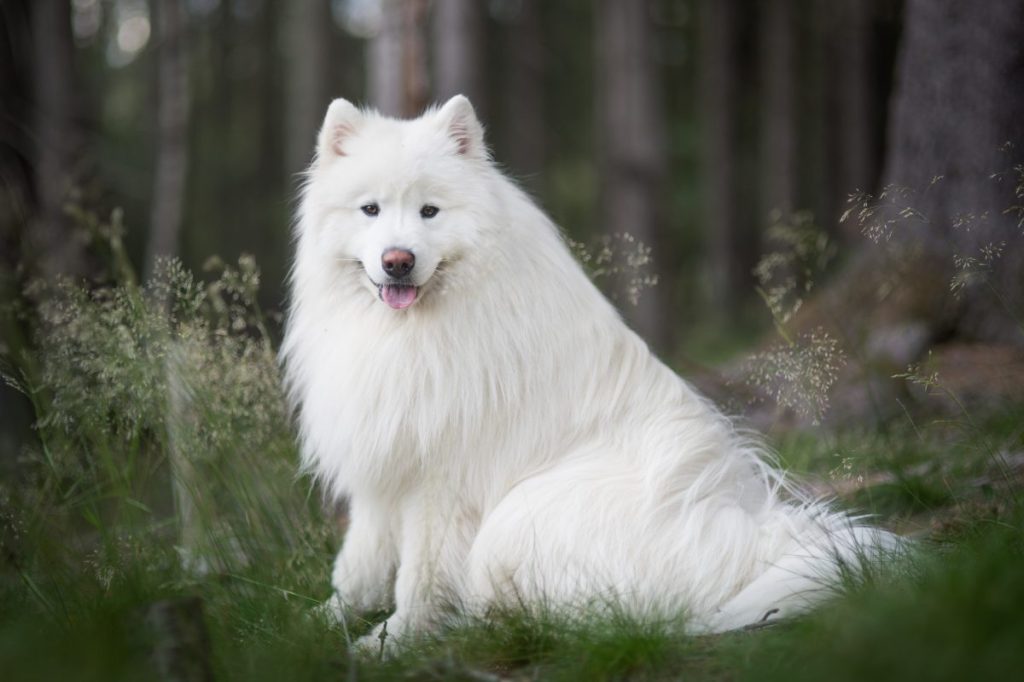 Samoyed similar to the now-extinct woolly dog of the Salish people.