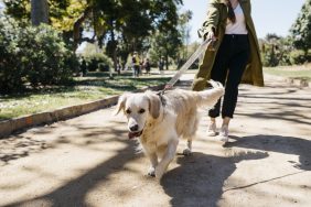 Dogs dead after eating an “unknown substance” in a UK park.