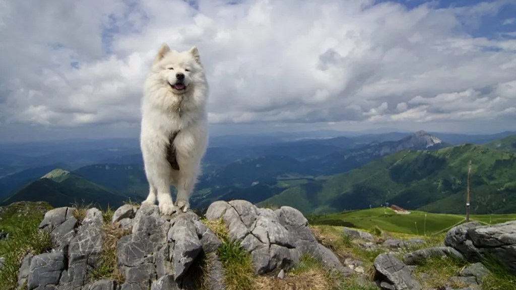 Salish Wool Dog