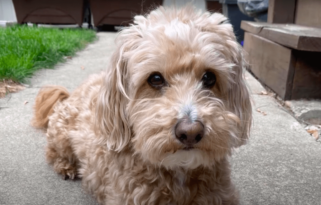 Cream-colored Westiepoo sitting on the sidewalk, looking at the camera.