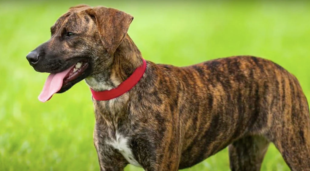 Close-up shot of a Treeing Tennessee Brindle standing in a field.