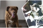 Worlds Oldest Dog Ever Breed Age Name
