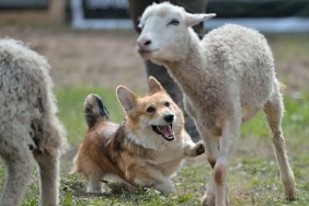 farmers can shoot dogs