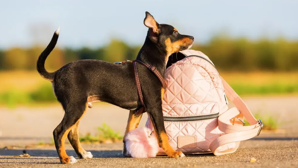 loungefly dog backpacks