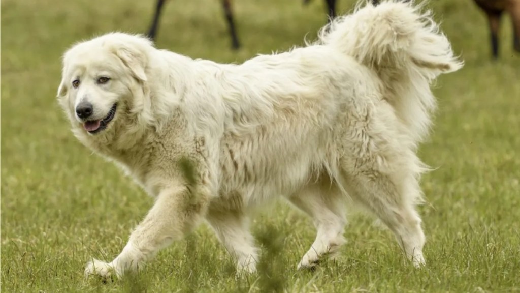 A Maremma livestock guardian dog walking in a field with goats. most Alberta dog thefts involved large rural dogs