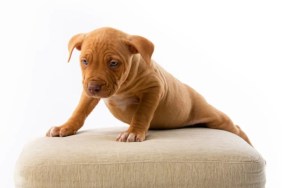 A Pitbull puppy trying to climb onto a thick cuishon, Invetstigations into a case where an Amazon driver stole a cutomer's puppy are ongoing