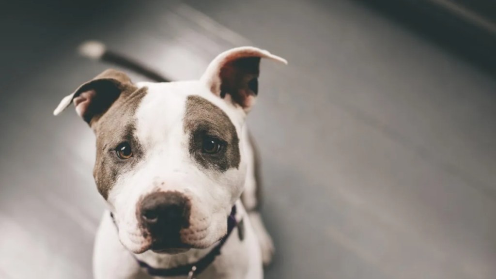 A Pitbull seated on the floor looking into the camera, investigations into the attack of the Atlanta man, his dog are ongoing