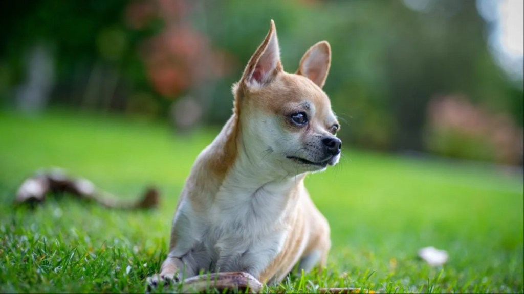 A Chihuahua lying on a green field looking sideways, A Wisconsin babysitter denied killing a dog