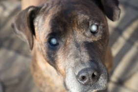 A blind Pit Bull looking into the camera, like the blind Pit Bull in Chicago in need of a home