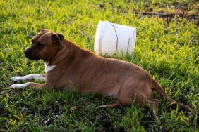 A Cane Corso dog on the grass, like the dog who got a box stick on their head.