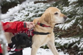 Search and rescue dogs training with handler.