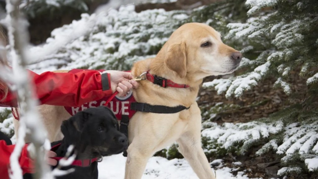 Search and rescue dogs training with handler.