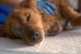 Colorado dog necropsy