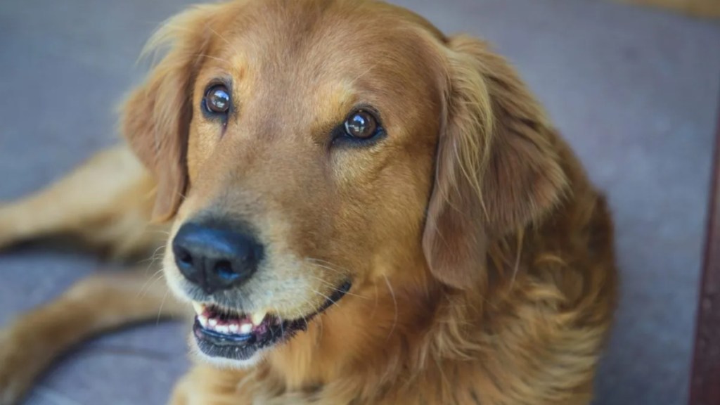 Connie the container dog is expecting puppies.