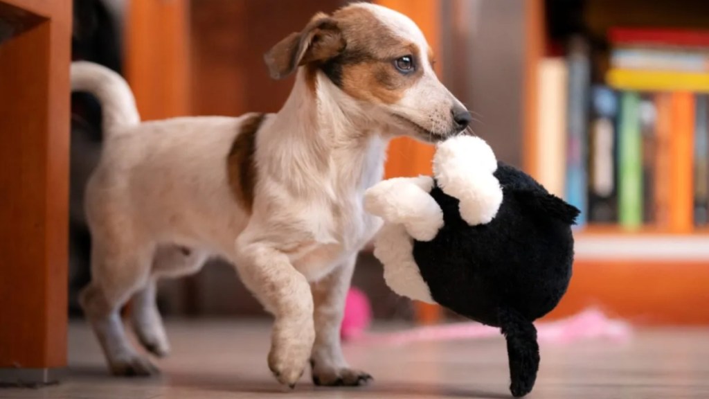 Jack Russell Terrier puppy holding a toy in his mouth.