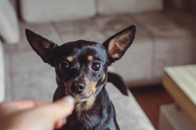 A dog looking at a treat like the viral TikTok video in which a dog's ears become wings upon hearing the word, "treat."