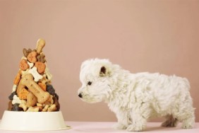 Puppy looking at pile of biscuits in dog bowl.