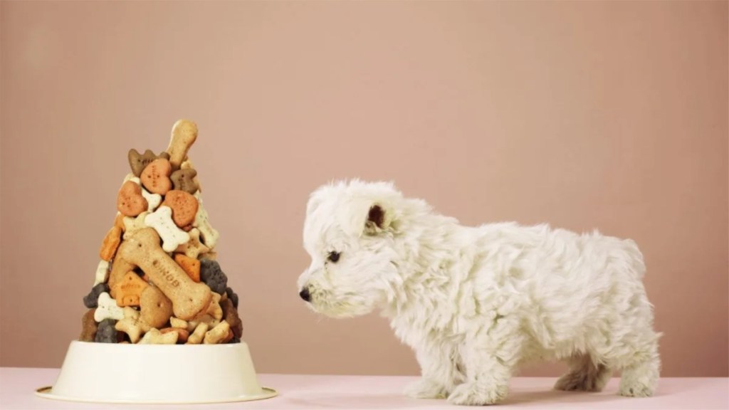 Puppy looking at pile of biscuits in dog bowl.