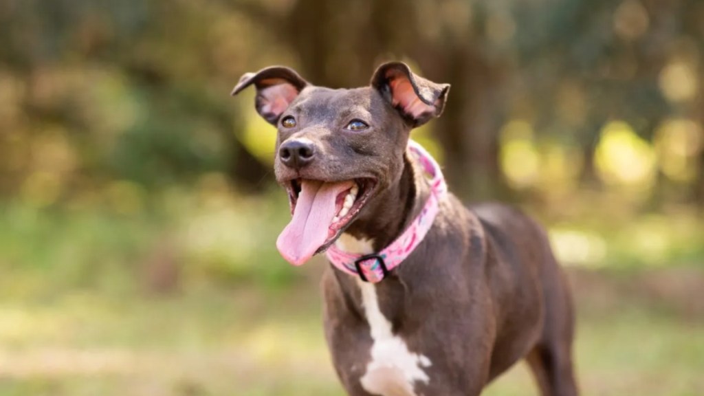 Pit Bull mix dog rushes to doggy daycare after car crash.