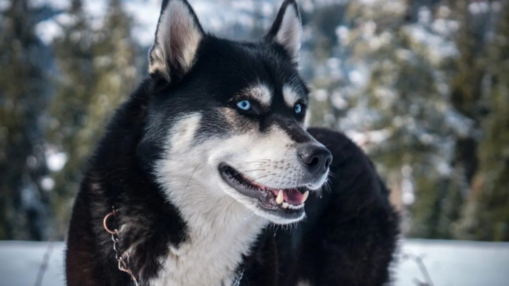 A Close-up of Siberian Husky and German Shepherd looking sideways, like the abandoned California dog tied to a tree with her puppies