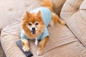 A dog with a TV remote similar to the dogs who like watching Bluey.