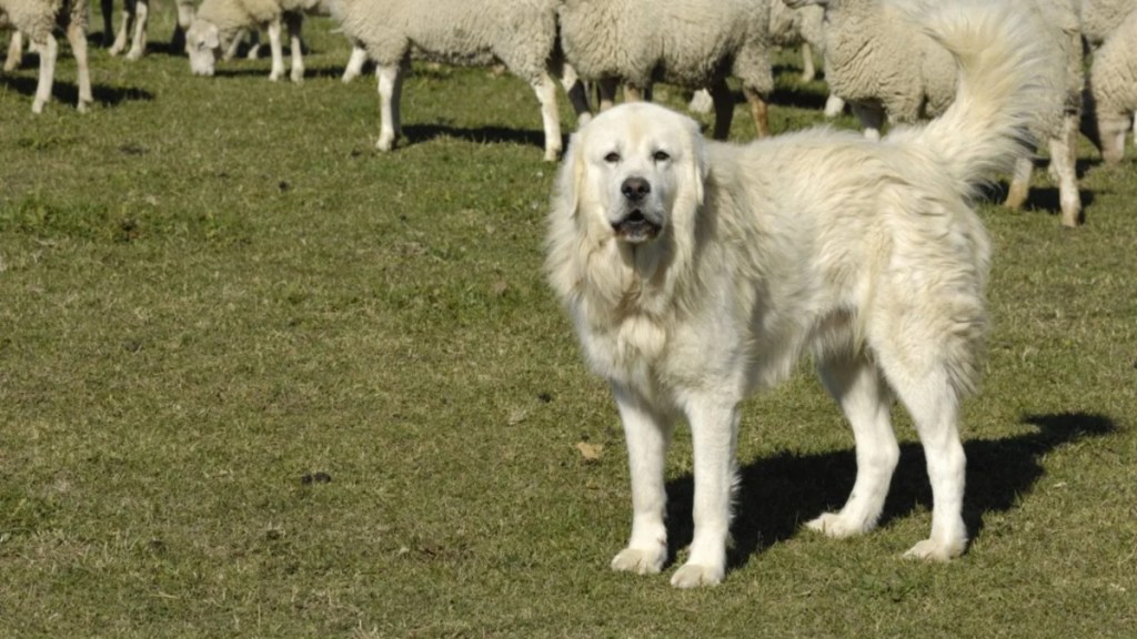 Farm dog in Georgia wins award for saving flock from coyotes