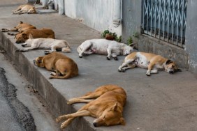 Several stray dogs sleeping on a pavement on the street, roughly a thousand feral dogs have entered Israel from Gaza.