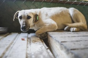 A seemingly scared dog lying on a wooden floor, authorities seized a Florida couple's dogs after the pair sexual assaulted one of the pups