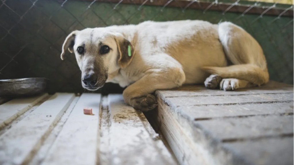 A seemingly scared dog lying on a wooden floor, authorities seized a Florida couple's dogs after the pair sexual assaulted one of the pups