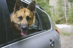 German Shepherd in the car, similar to the three German Shepherds getting in a stranger's car in Florida.